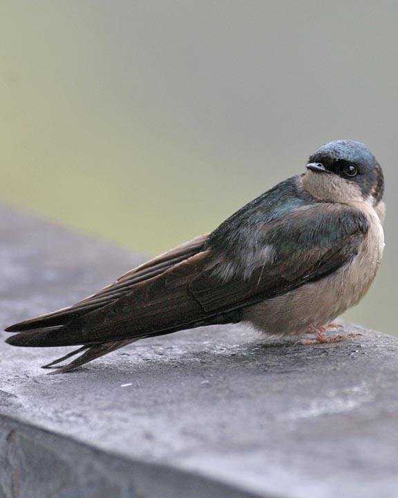 Brown-bellied Swallow Photo by Peter Boesman