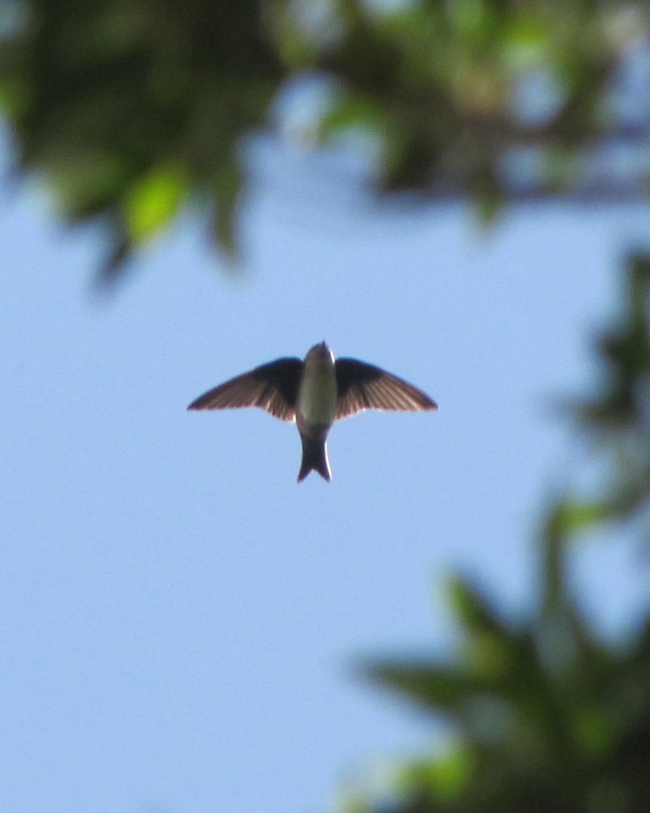 Black-capped Swallow Photo by John van Dort