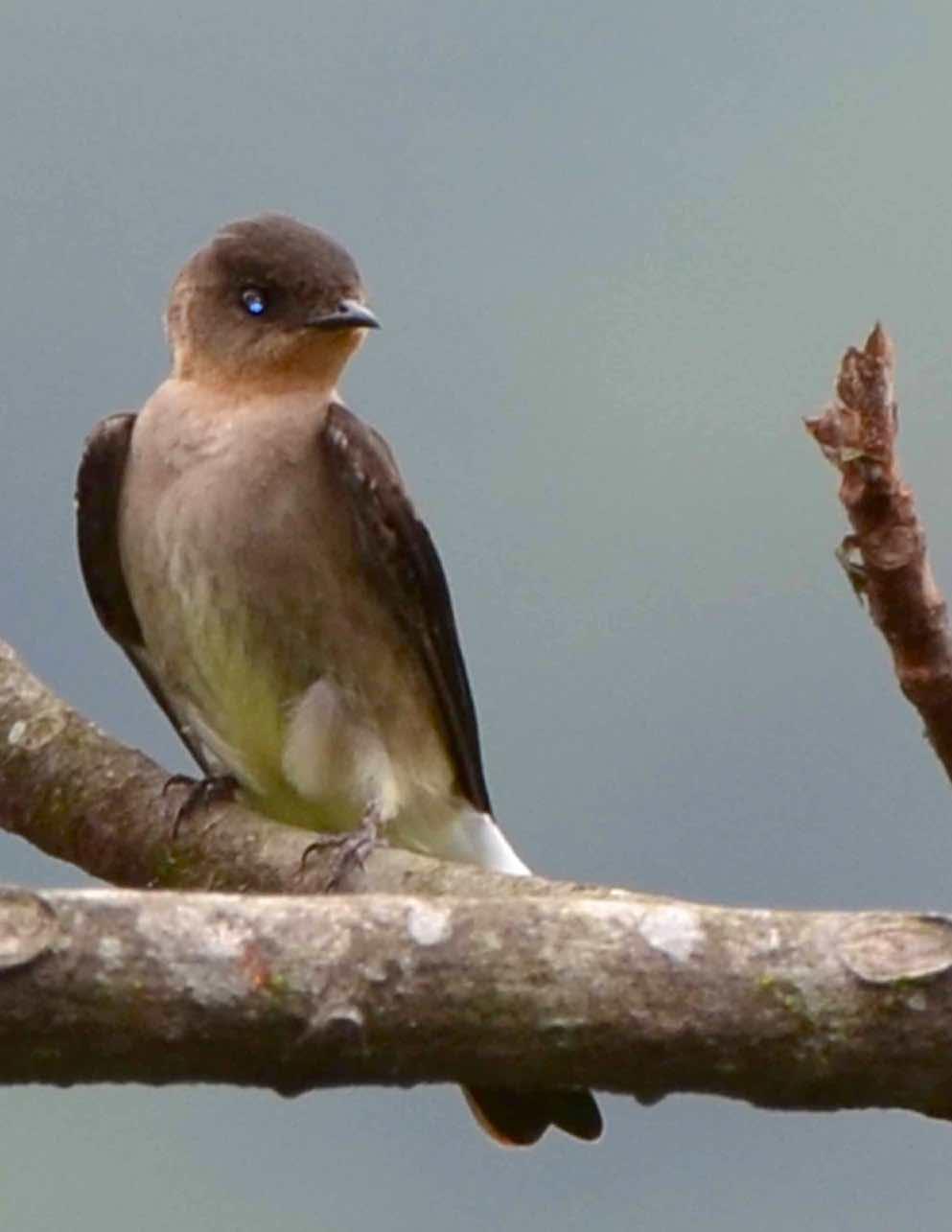 White-thighed Swallow Photo by Andrew Pittman