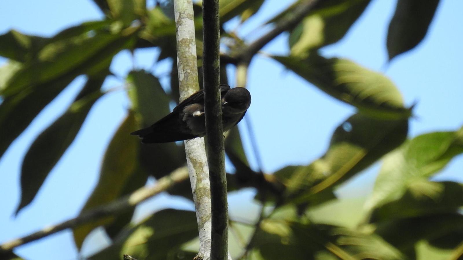 White-thighed Swallow Photo by Julio Delgado