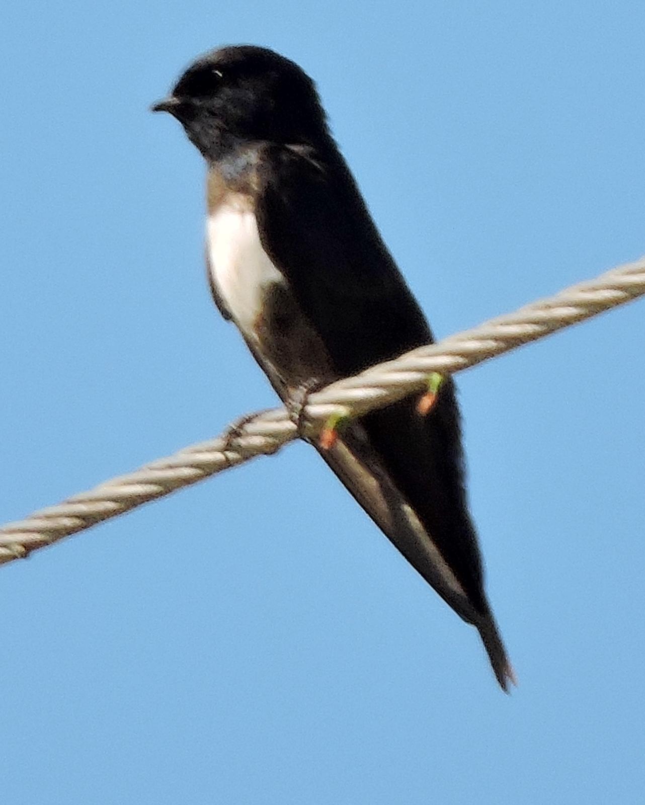 White-banded Swallow Photo by Peter Lowe