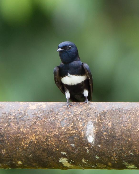 White-banded Swallow Photo by Kevin Berkoff