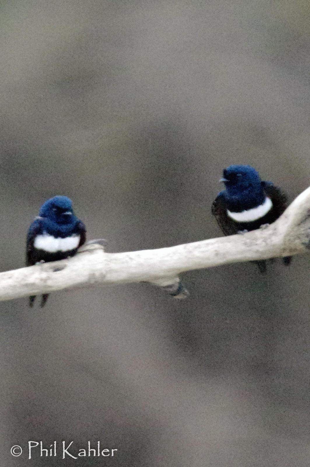 White-banded Swallow Photo by Phil Kahler