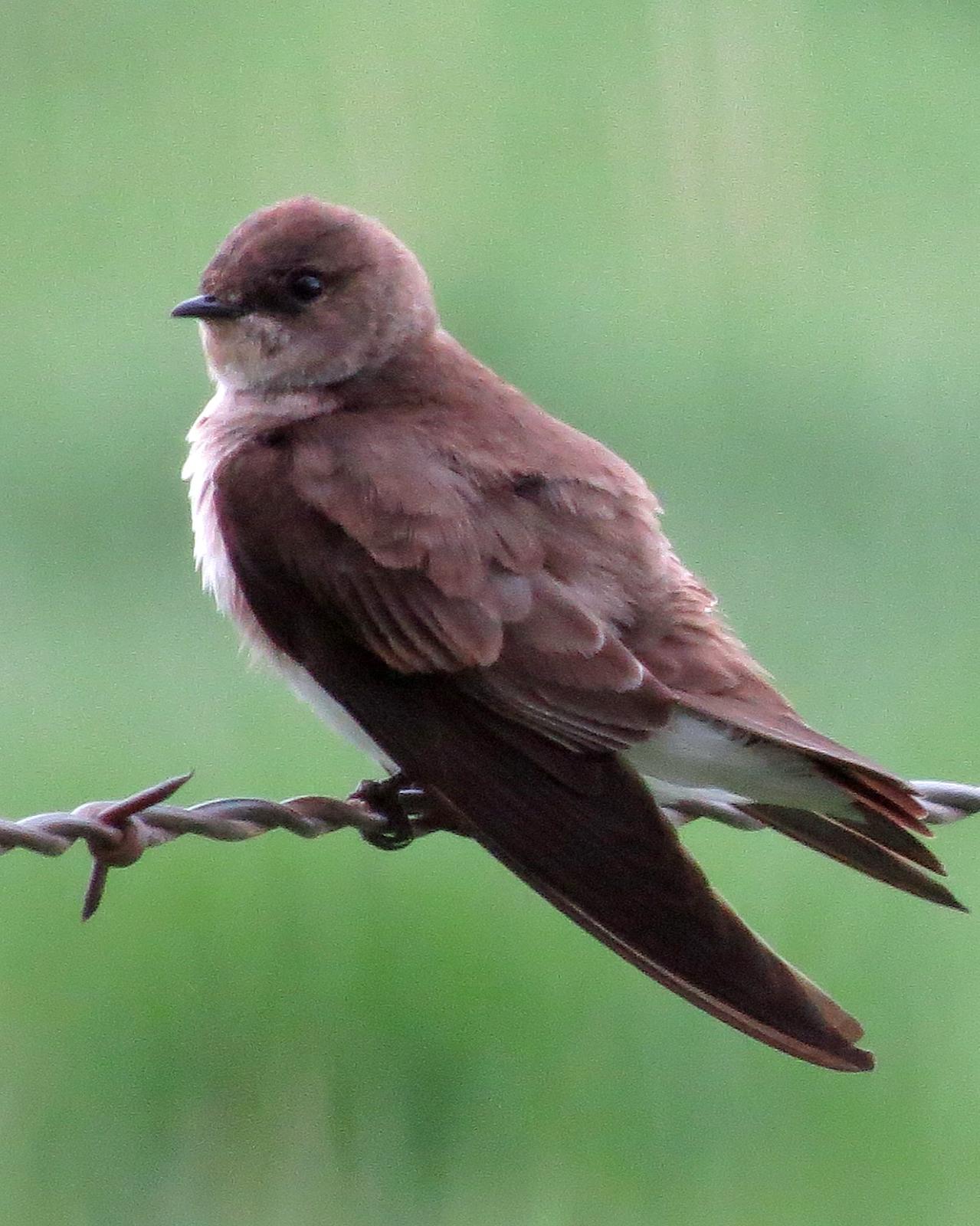 Northern Rough-winged Swallow Photo by Kelly Preheim