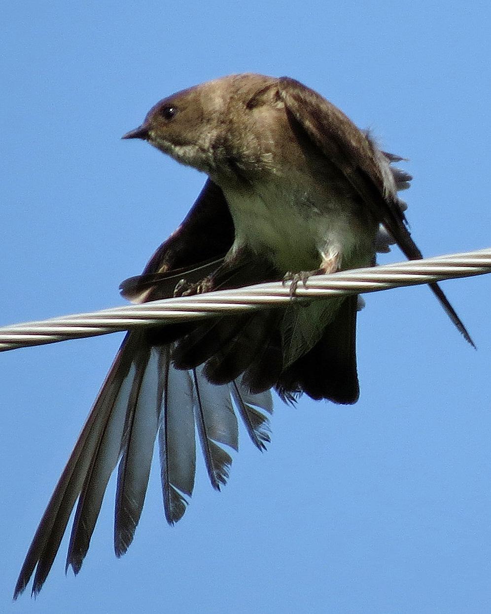 Northern Rough-winged Swallow Photo by Kelly Preheim
