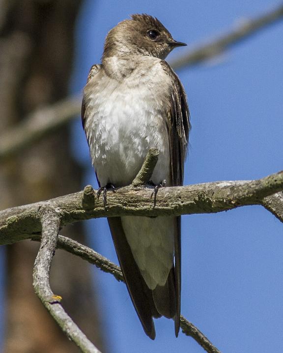 Northern Rough-winged Swallow Photo by Anthony Gliozzo