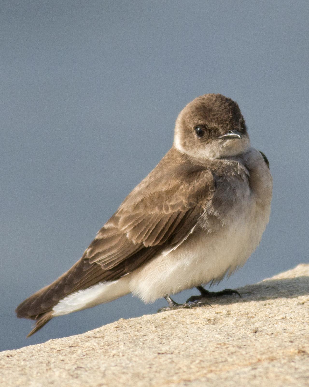 Northern Rough-winged Swallow Photo by Joshua Jones