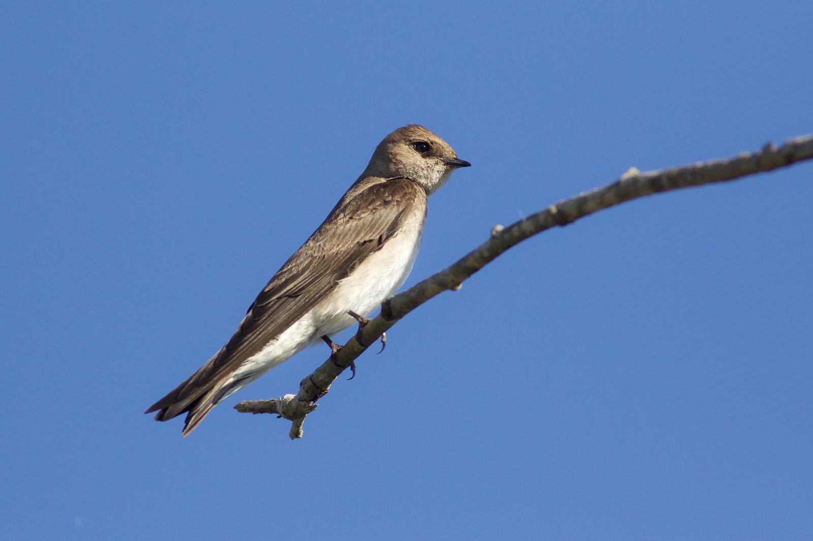 Northern Rough-winged Swallow Photo by Tom Ford-Hutchinson