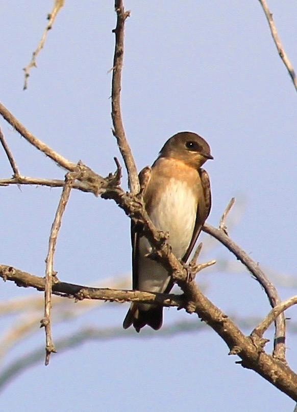 Northern Rough-winged Swallow Photo by Kathryn Keith