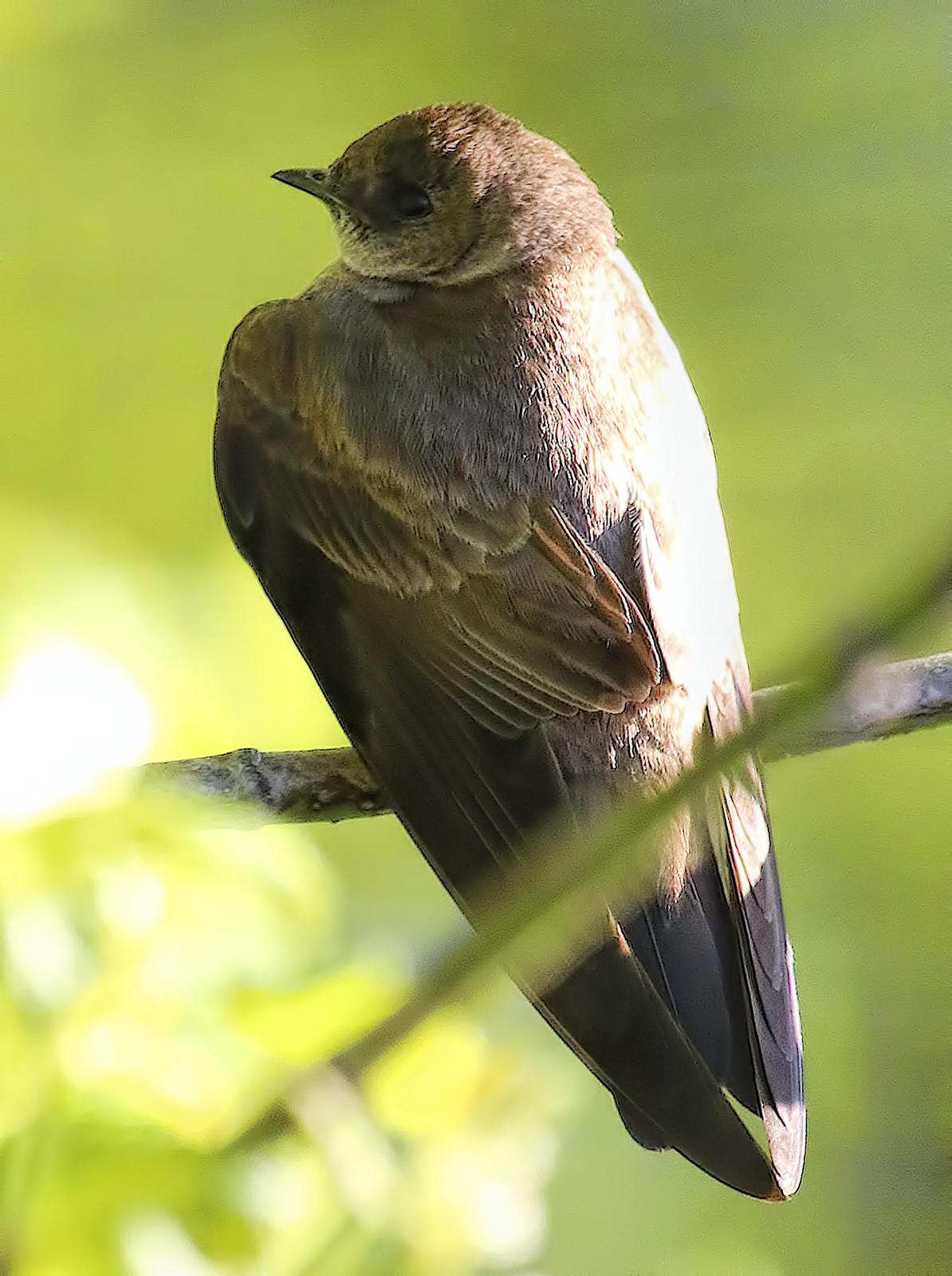 Northern Rough-winged Swallow Photo by Dan Tallman