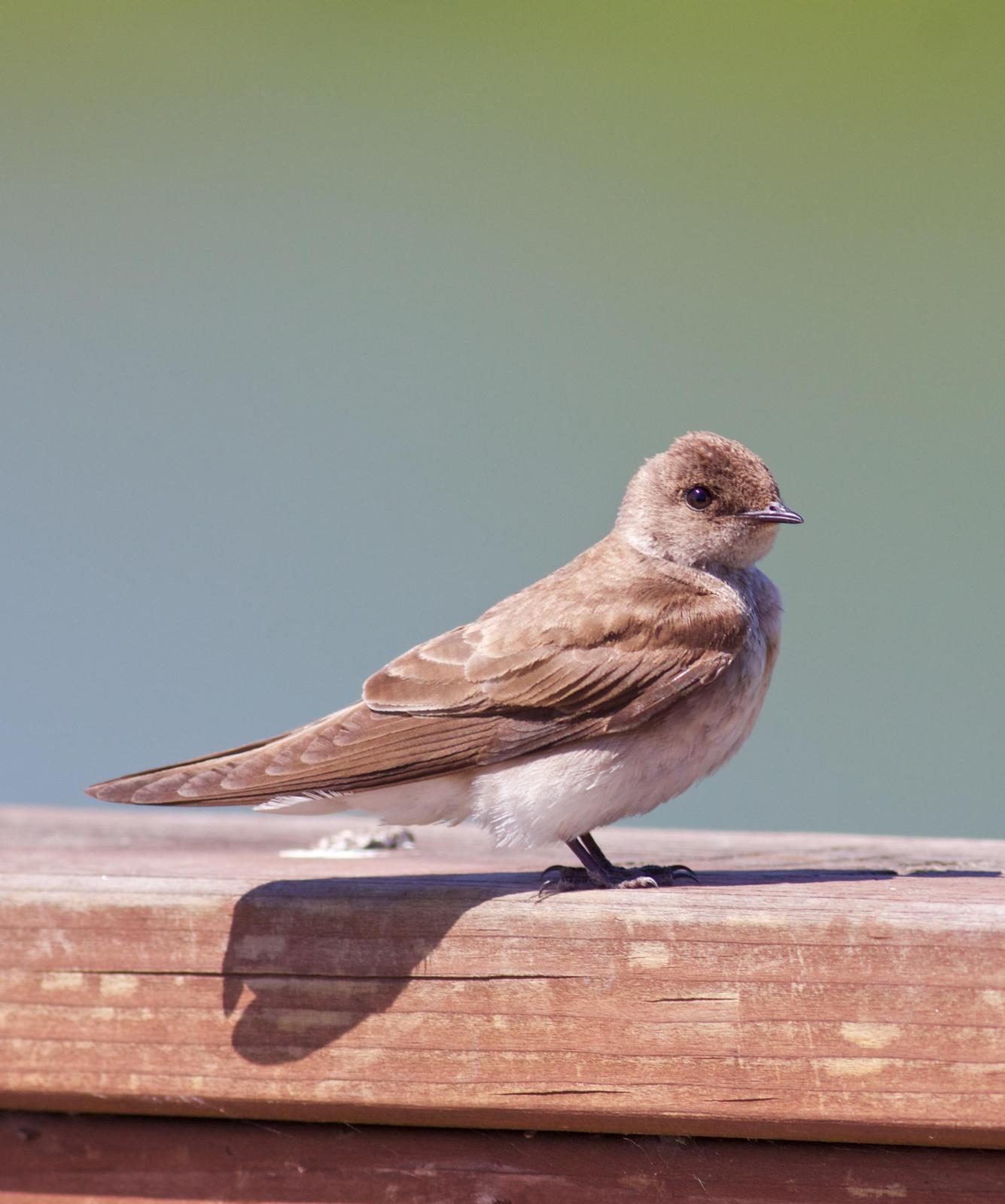 Northern Rough-winged Swallow Photo by Kathryn Keith