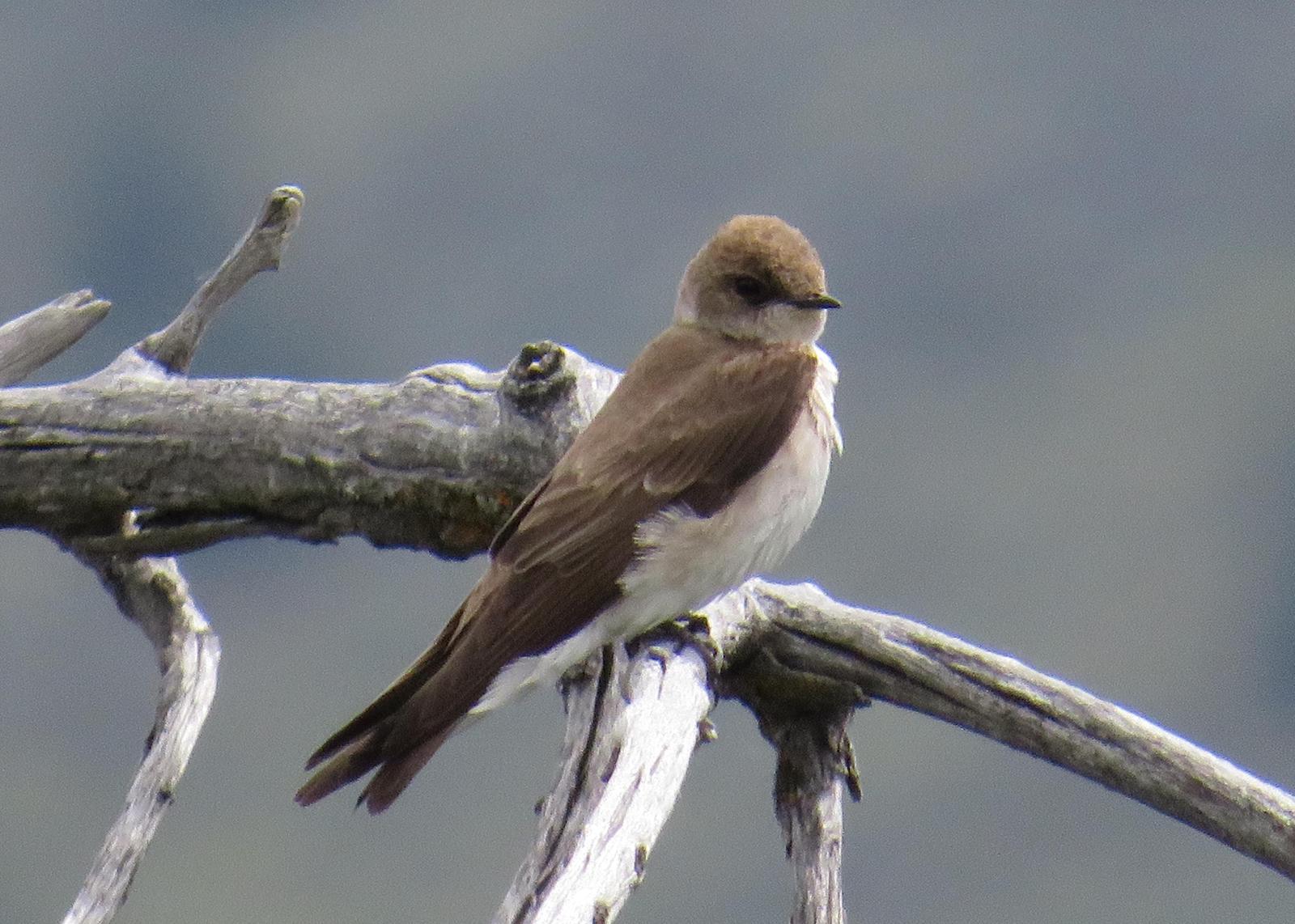 Northern Rough-winged Swallow Photo by Jeff Harding