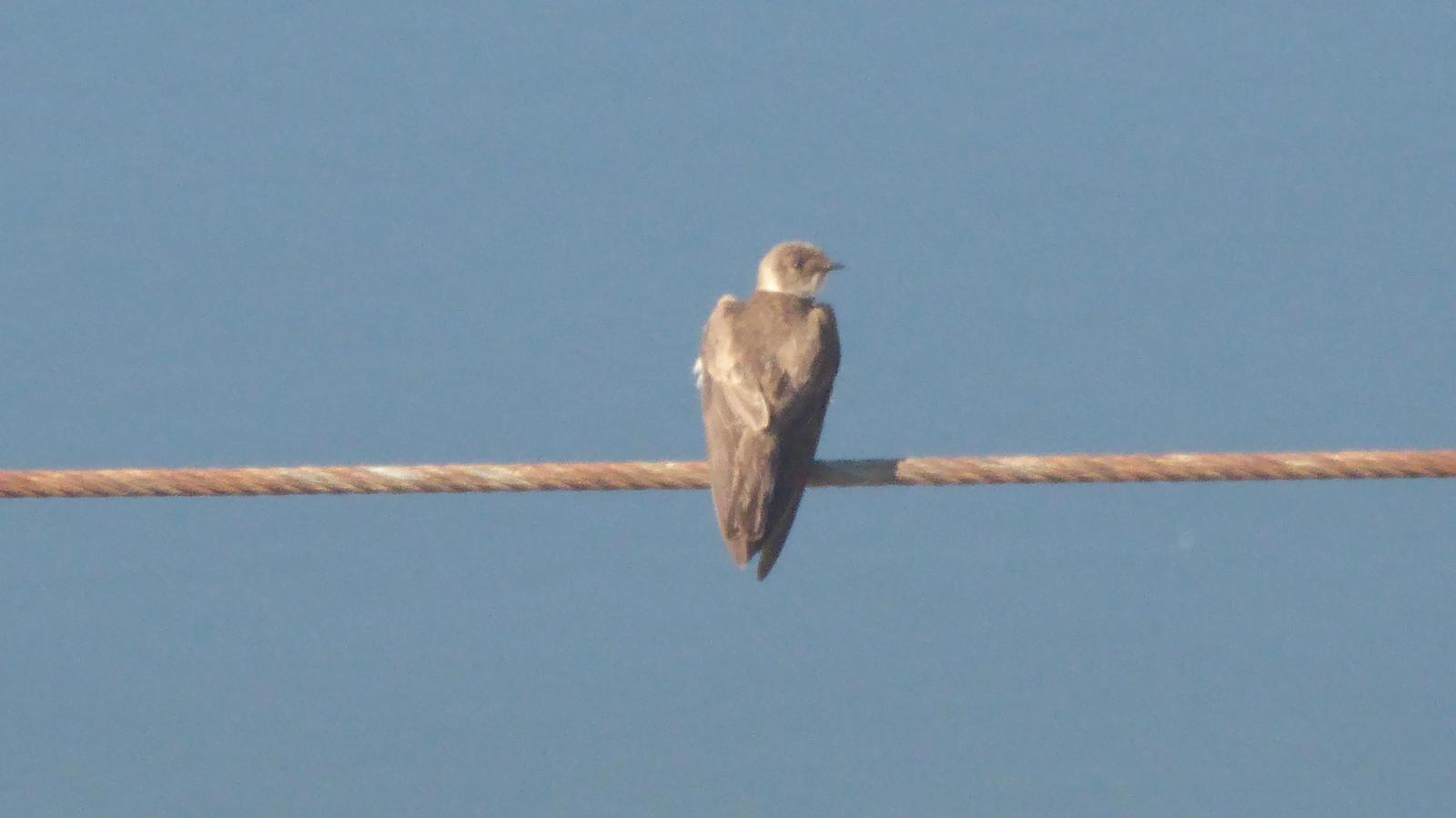 Northern Rough-winged Swallow Photo by Daliel Leite
