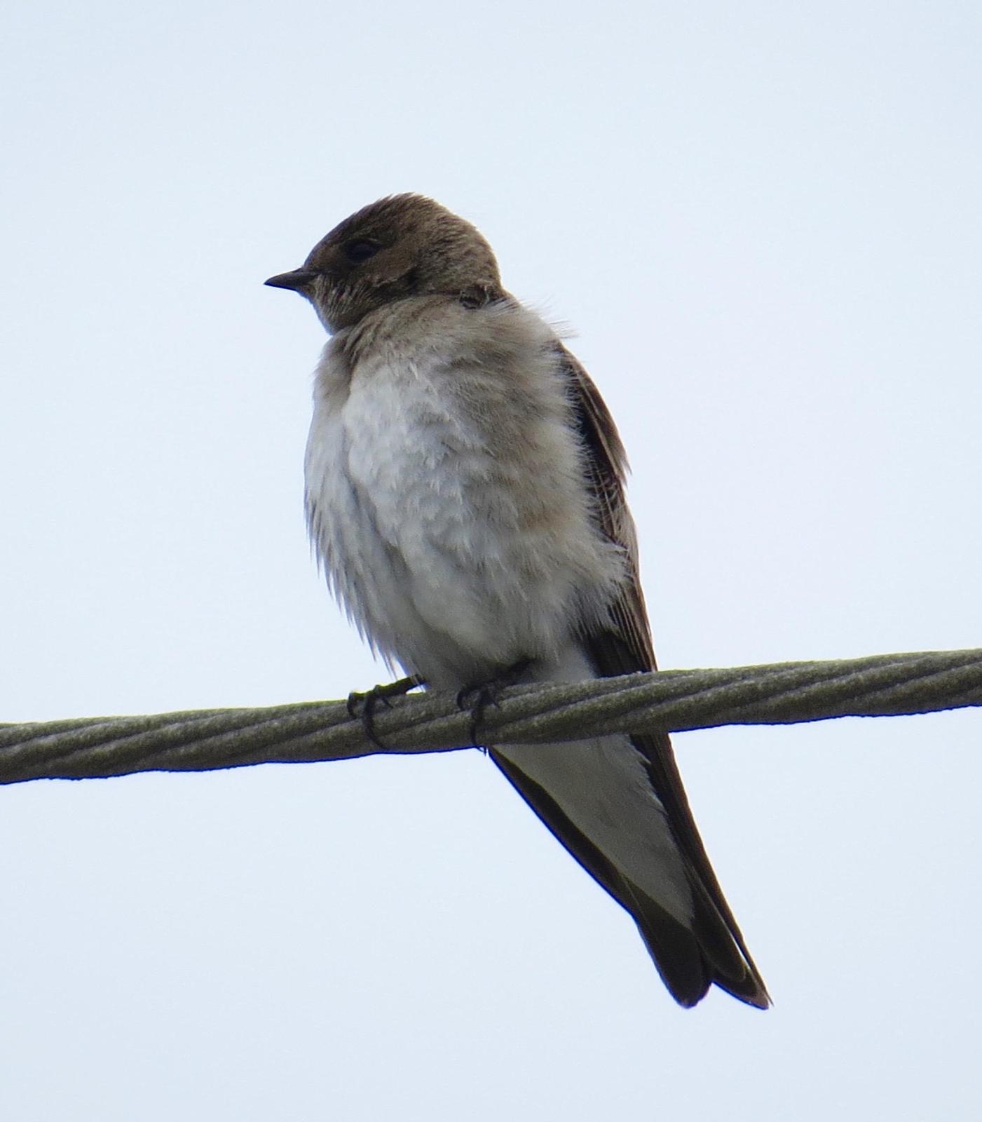 Northern Rough-winged Swallow Photo by Don Glasco