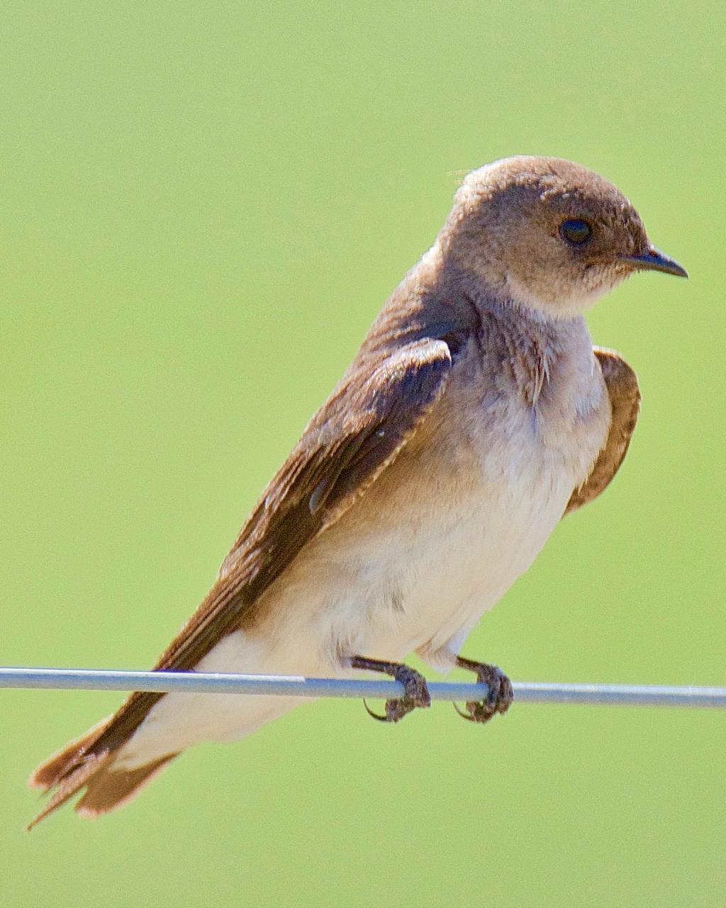 Northern Rough-winged Swallow Photo by Brian Avent