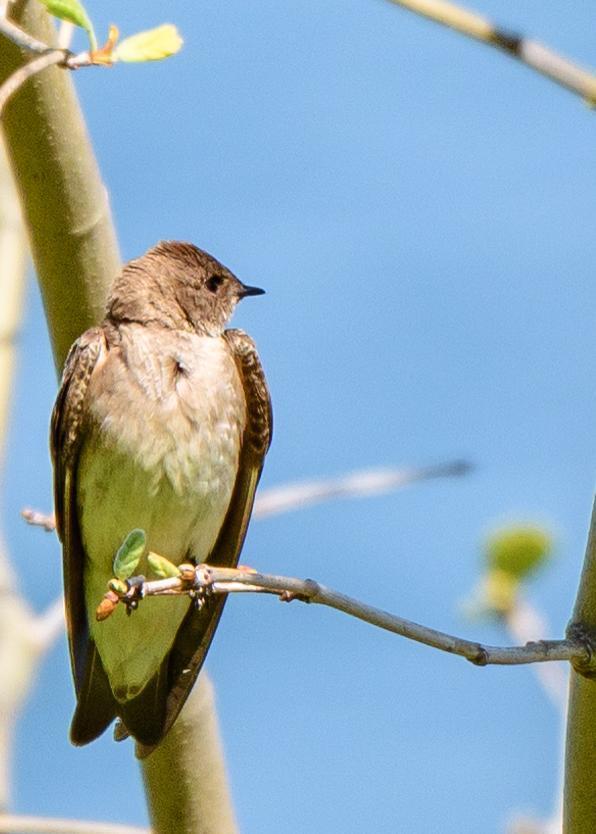 Northern Rough-winged Swallow Photo by Keshava Mysore