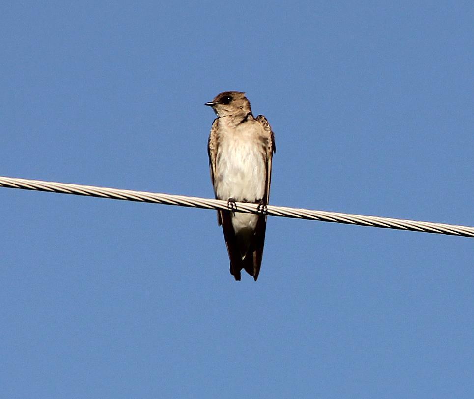 Northern Rough-winged Swallow Photo by Tom Gannon