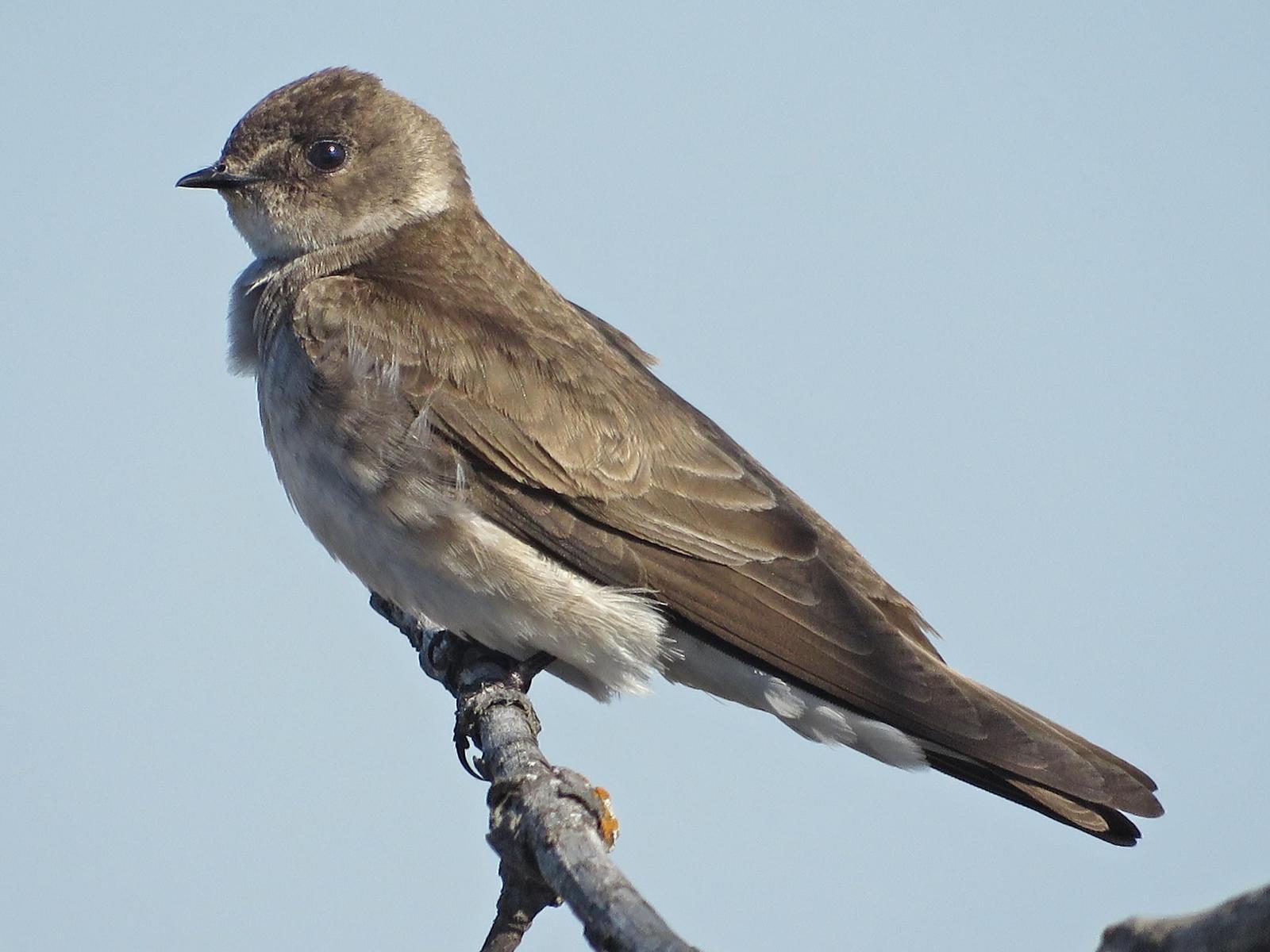 Northern Rough-winged Swallow Photo by Bob Neugebauer