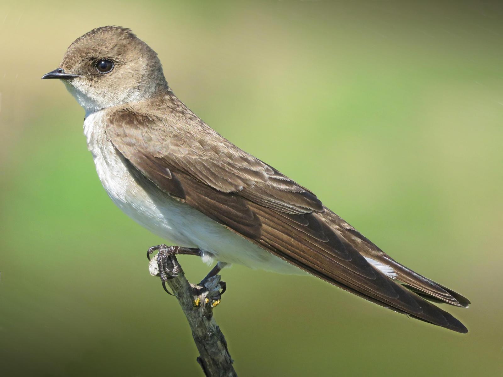Northern Rough-winged Swallow Photo by Bob Neugebauer