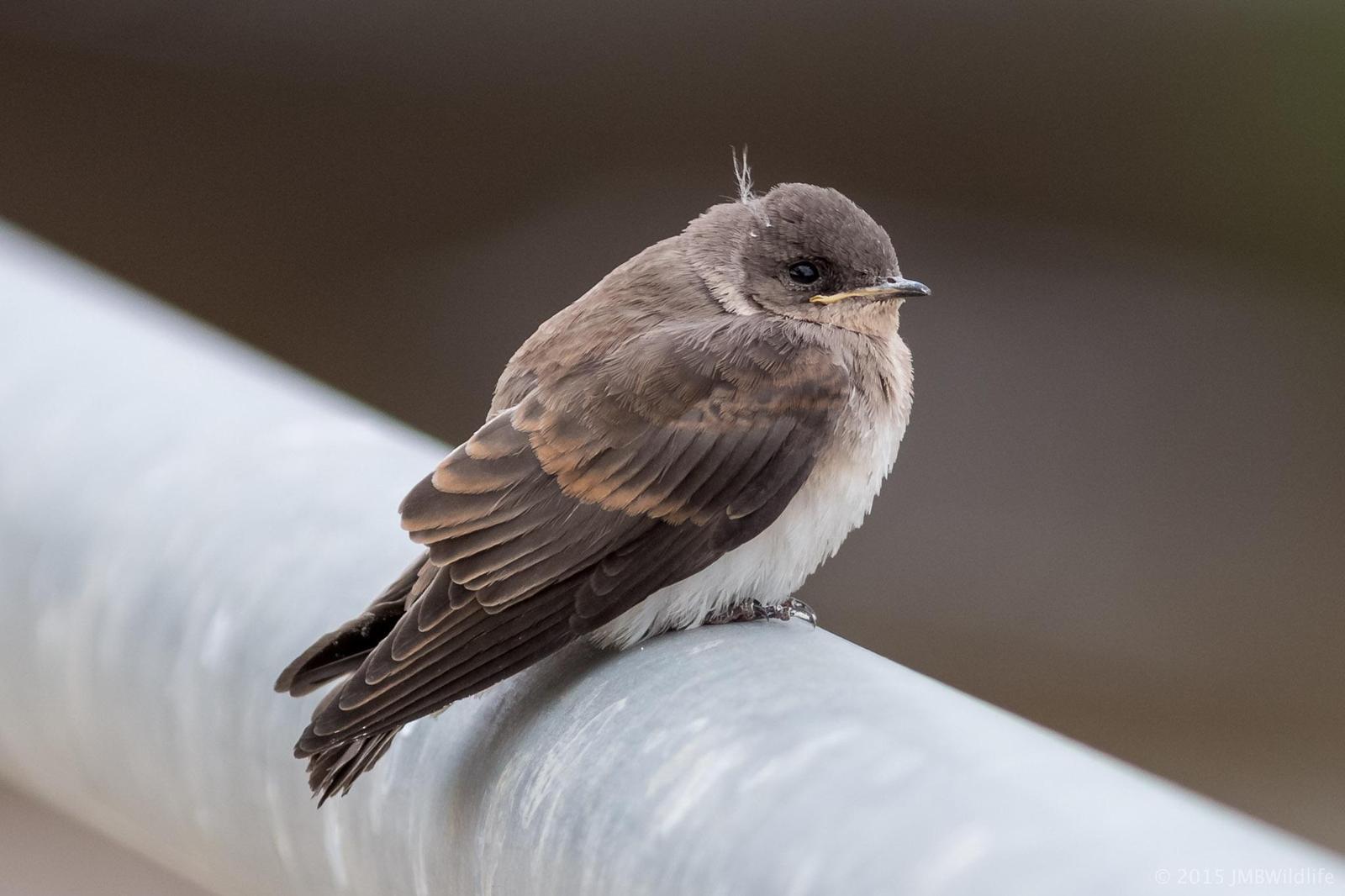 Northern Rough-winged Swallow Photo by Jeff Bray