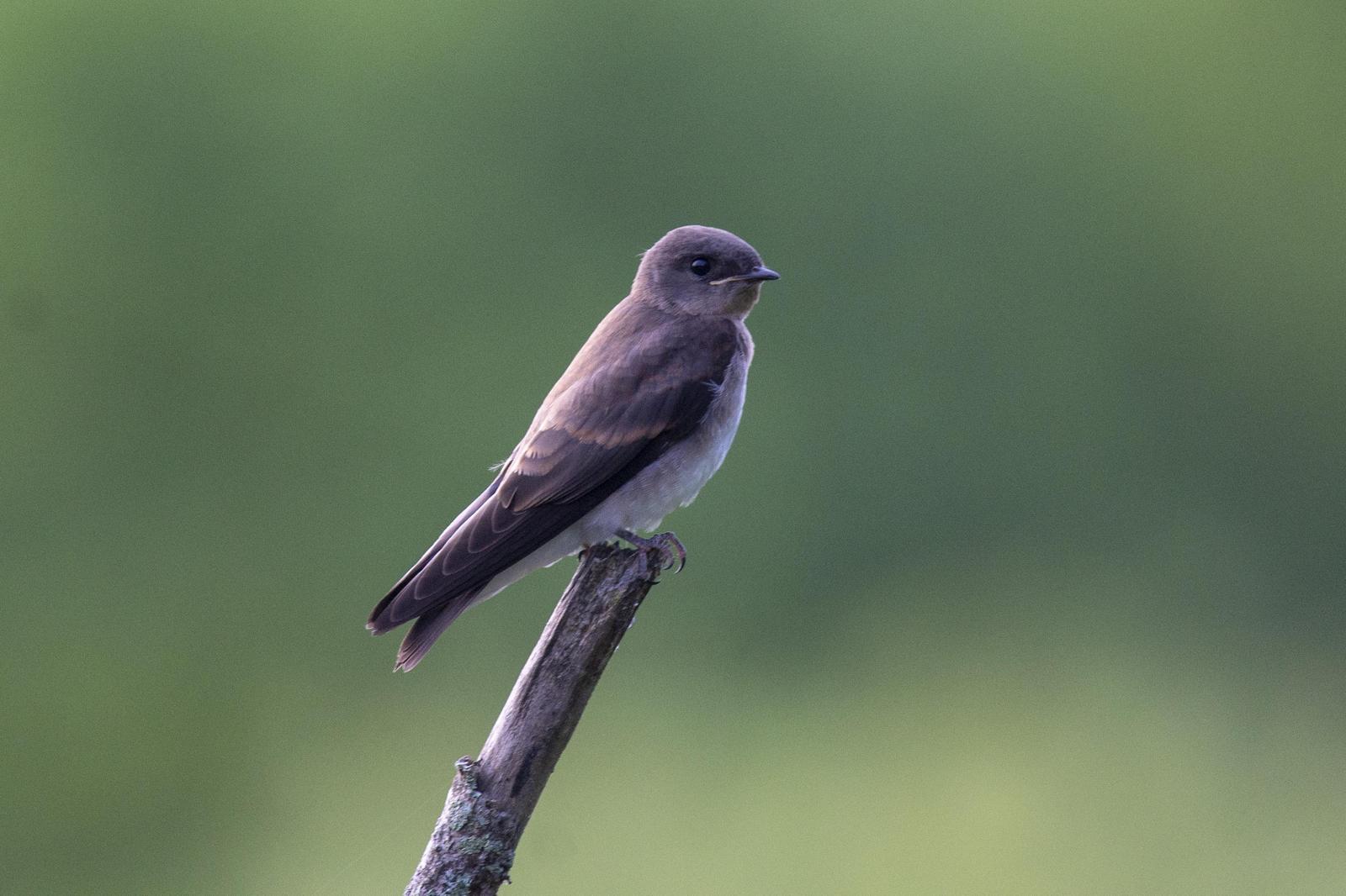 Northern Rough-winged Swallow Photo by Thomas J Dunkerton