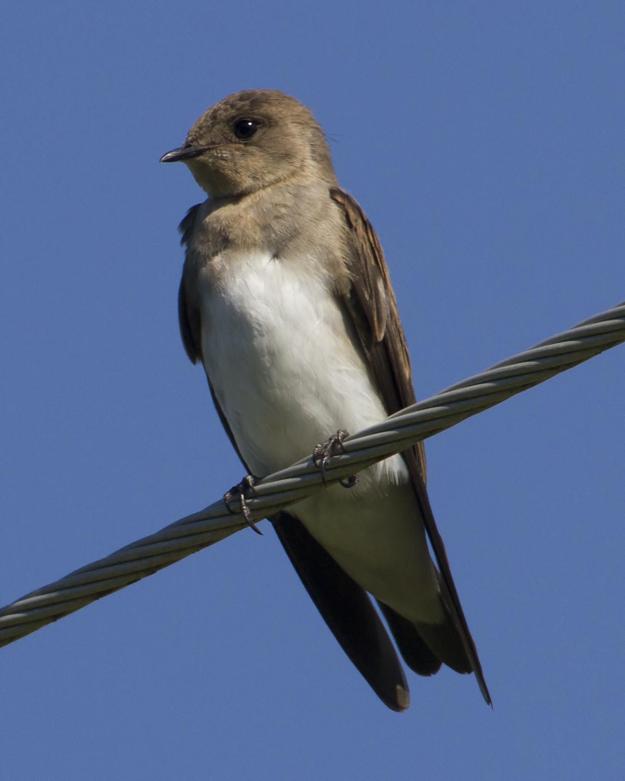 Northern Rough-winged Swallow Photo by Bill Adams