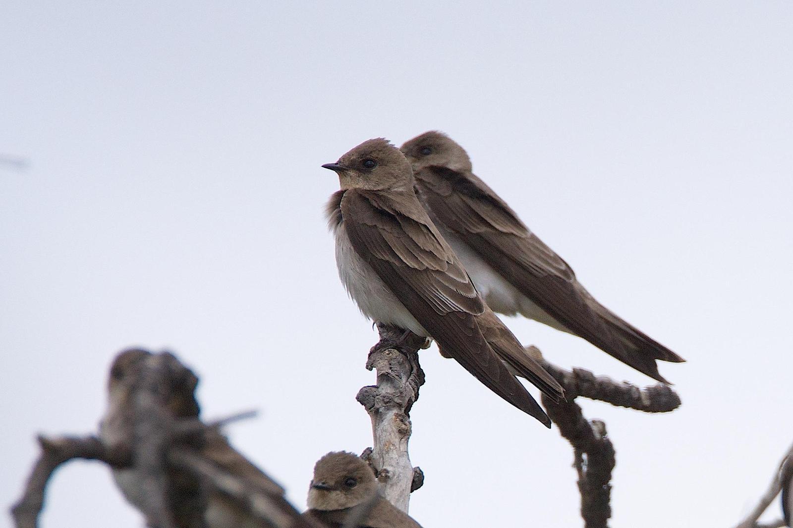 Northern Rough-winged Swallow (Northern) Photo by Gerald Hoekstra