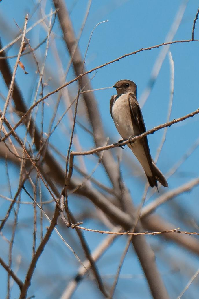 Northern Rough-winged Swallow (Northern) Photo by Mason Rose