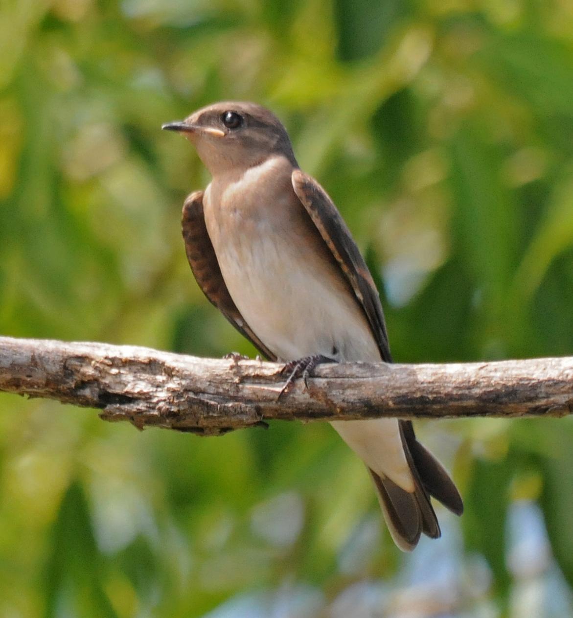 Northern Rough-winged Swallow (Northern) Photo by Steven Mlodinow