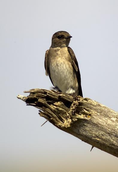 Northern Rough-winged Swallow (Northern) Photo by Dan Tallman
