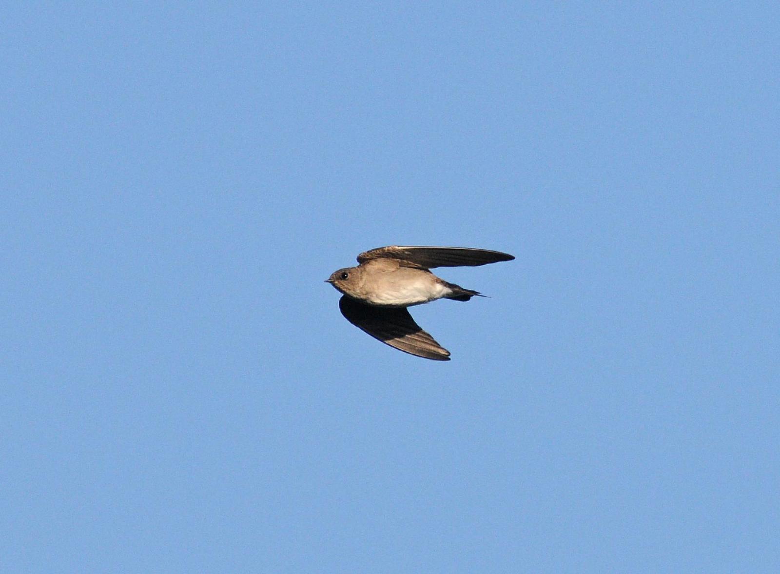 Northern Rough-winged Swallow (Northern) Photo by Steven Mlodinow