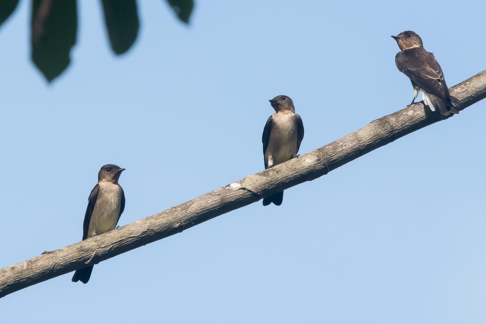 Southern Rough-winged Swallow Photo by Gerald Hoekstra
