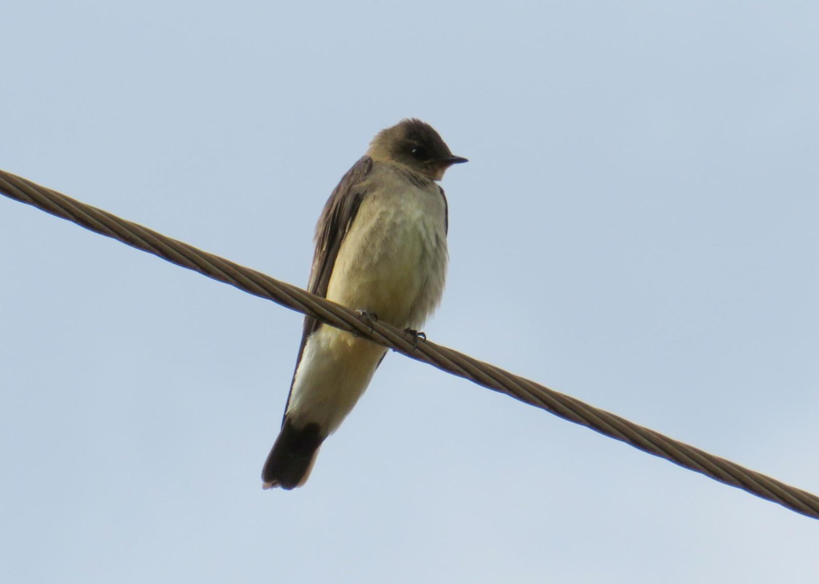 Southern Rough-winged Swallow Photo by Jeff Harding