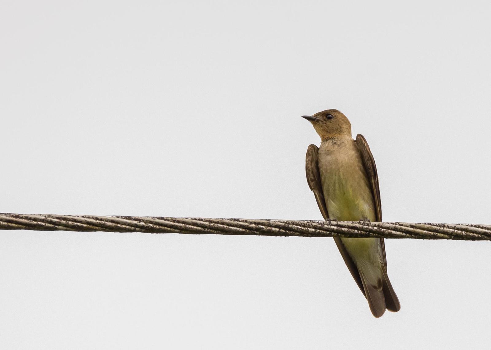 Southern Rough-winged Swallow Photo by Keshava Mysore
