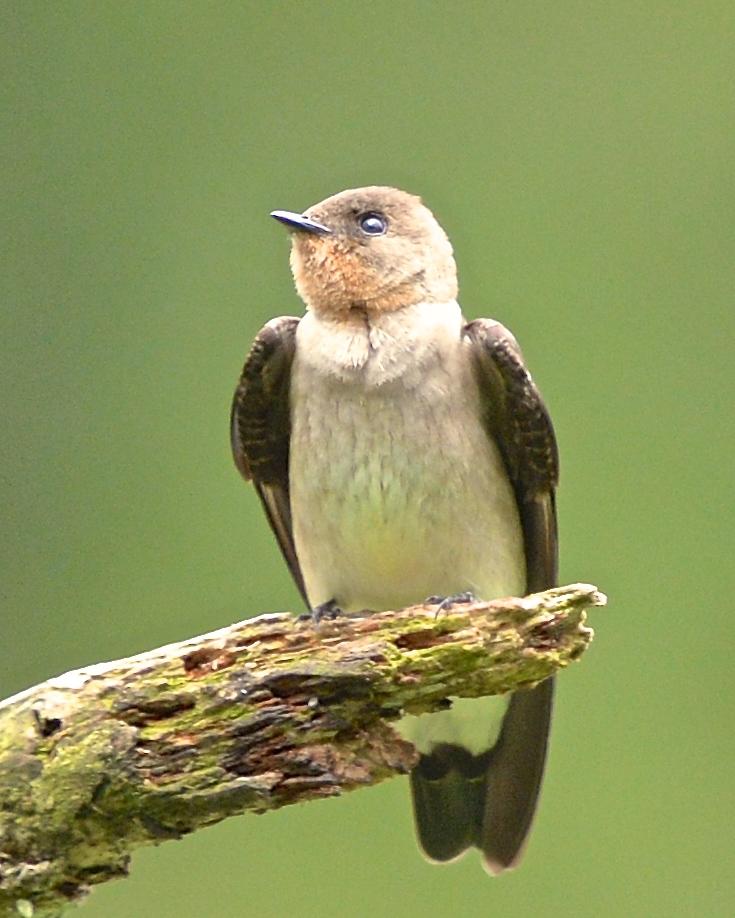 Southern Rough-winged Swallow Photo by Gerald Friesen