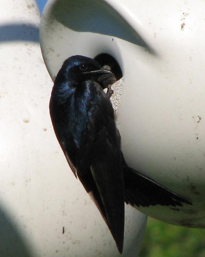 Purple Martin Photo by Anne Terry
