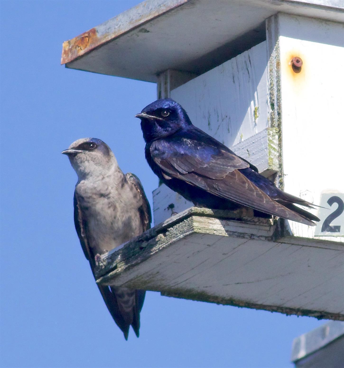 Purple Martin Photo by Kathryn Keith