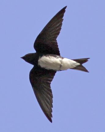Caribbean Martin Photo by Stephen Daly