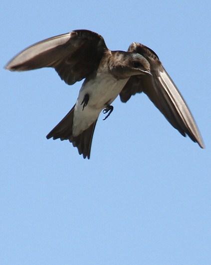 Gray-breasted Martin Photo by Cathy Sheeter