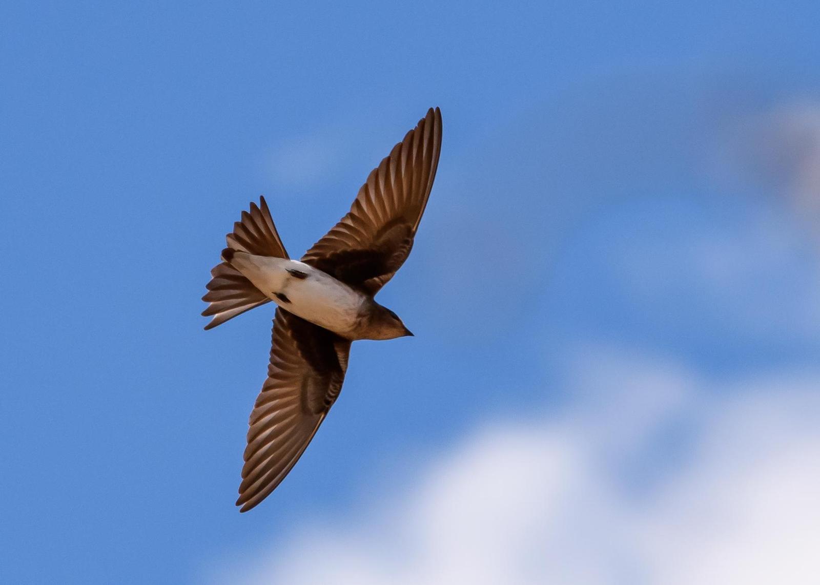 Gray-breasted Martin Photo by Gerald Hoekstra