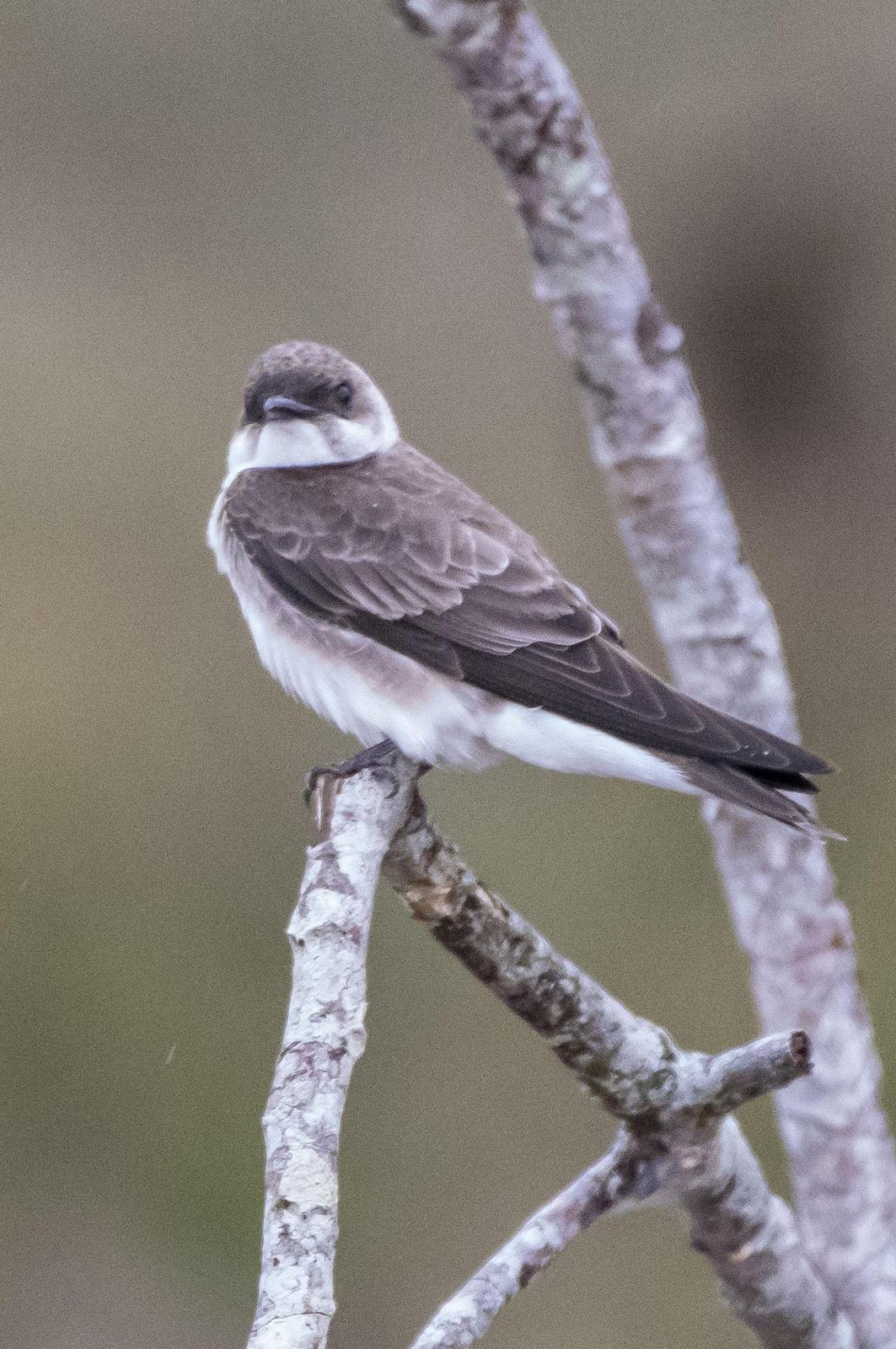 Brown-chested Martin Photo by Phil Kahler