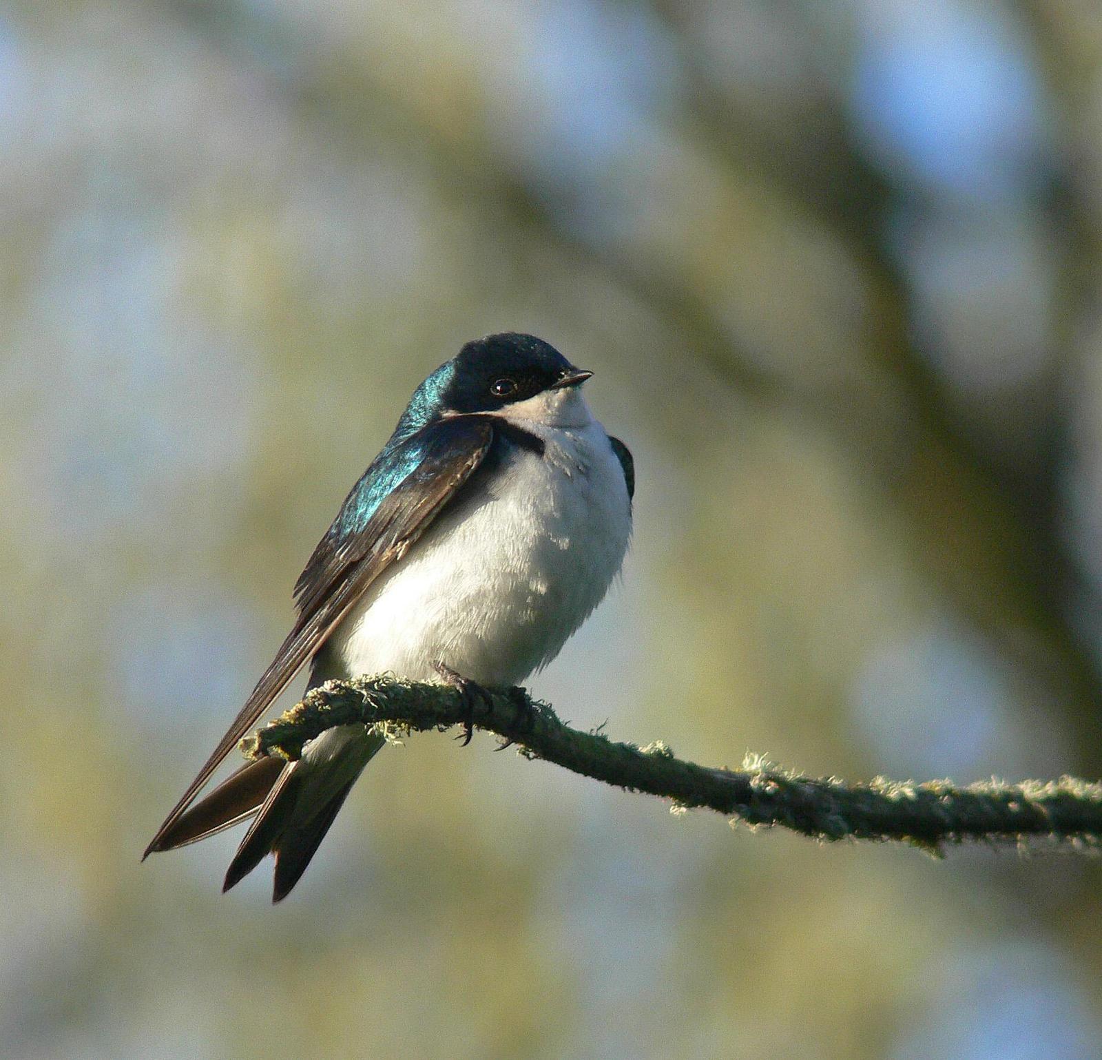 Tree Swallow Photo by Steven Mlodinow