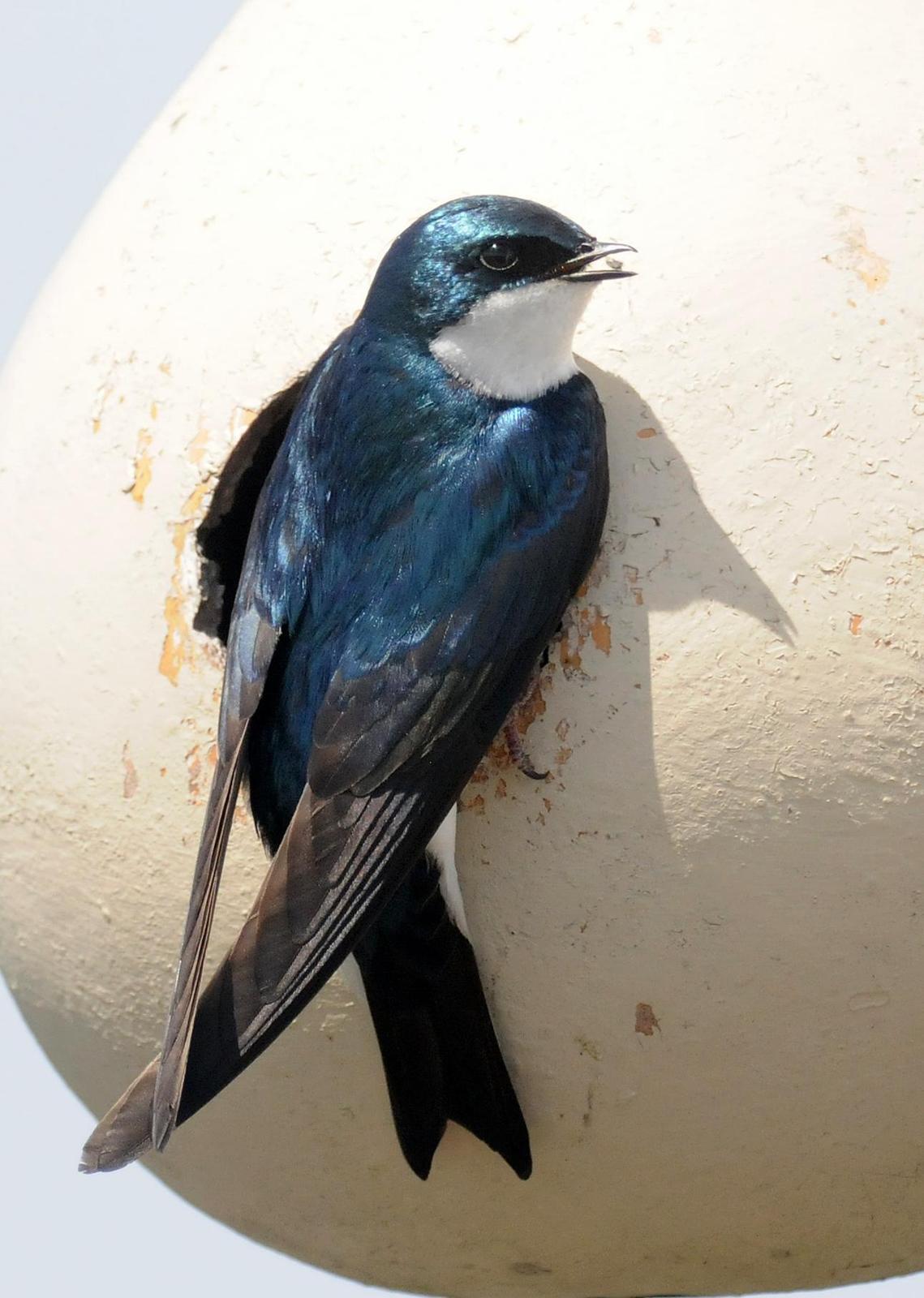 Tree Swallow Photo by Steven Mlodinow