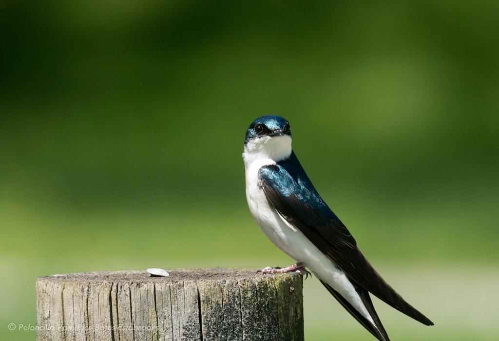 Tree Swallow Photo by Bates Estabrooks