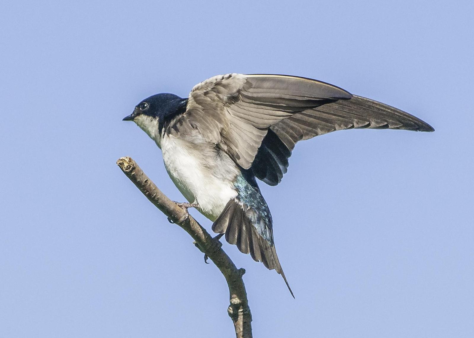 Tree Swallow Photo by Mason Rose