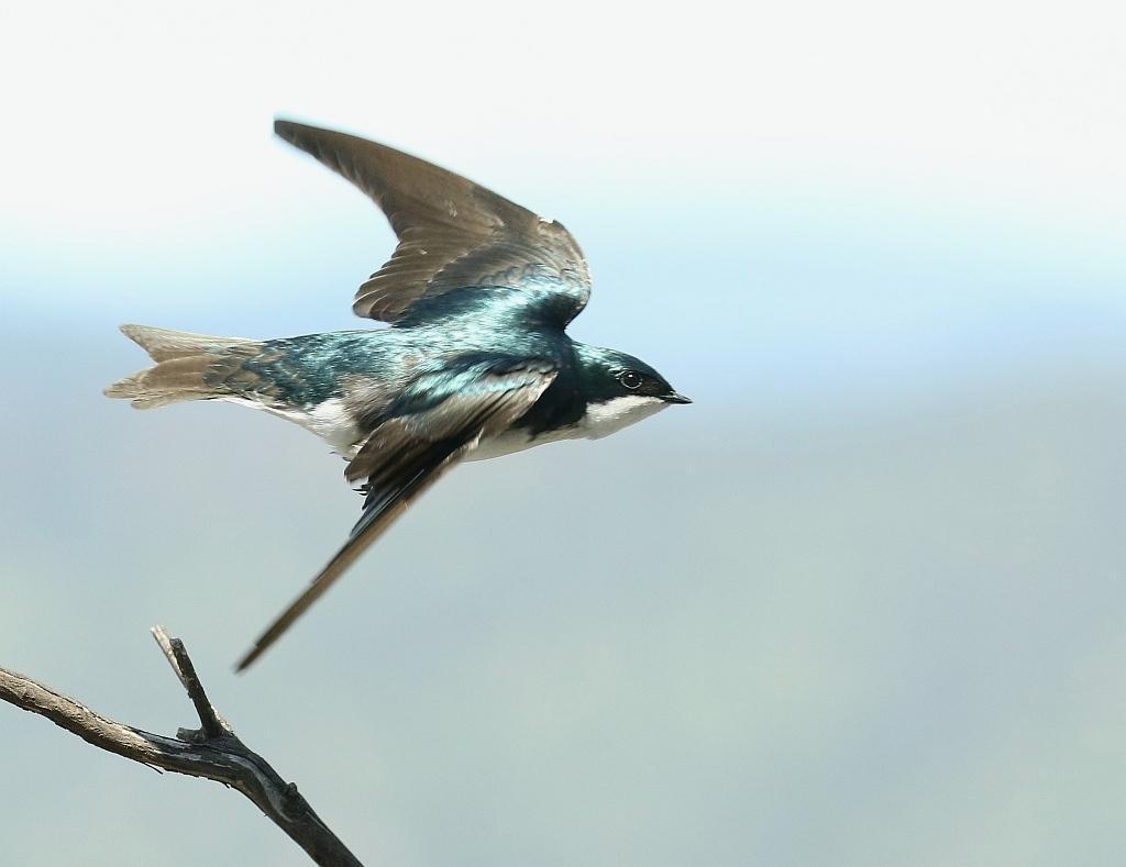 Tree Swallow Photo by Vicki Miller