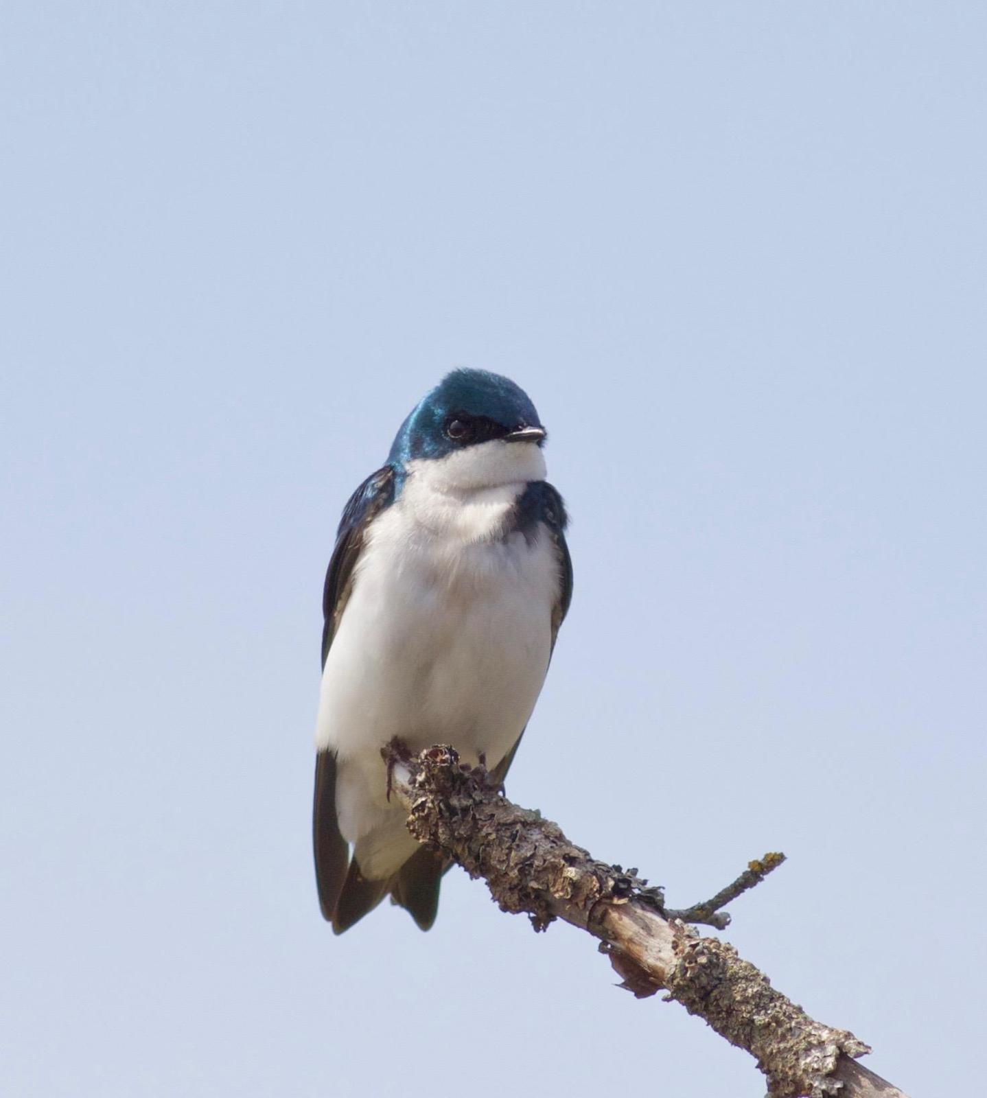 Tree Swallow Photo by Kathryn Keith