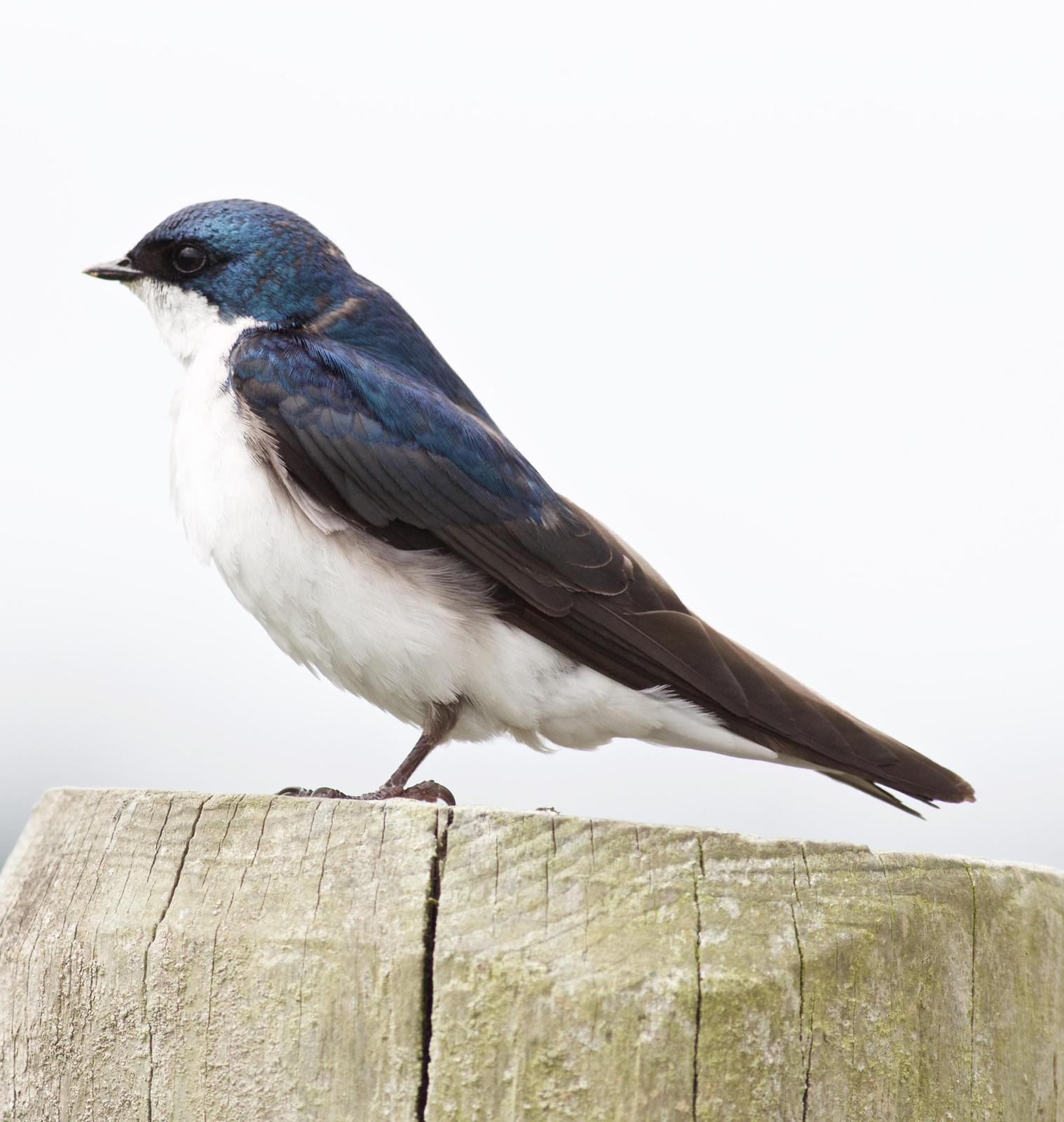 Tree Swallow Photo by Kathryn Keith