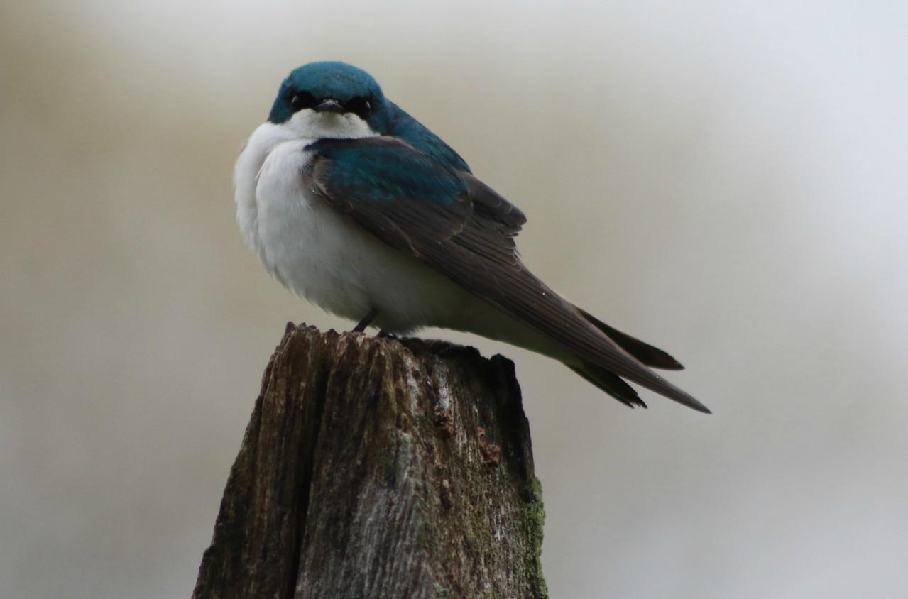 Tree Swallow Photo by Ruth Morrissette