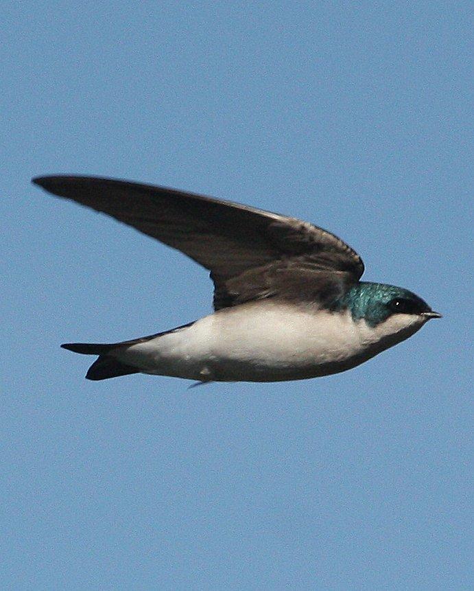 Tree Swallow Photo by Andrew Core